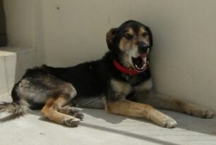 Ηράκλειο Κρήτης: Βρήκαν σκύλο δεμένο, πληγωμένο, αδύνατο - Βοηθήστε να μην καταλήξει στον δρόμο!